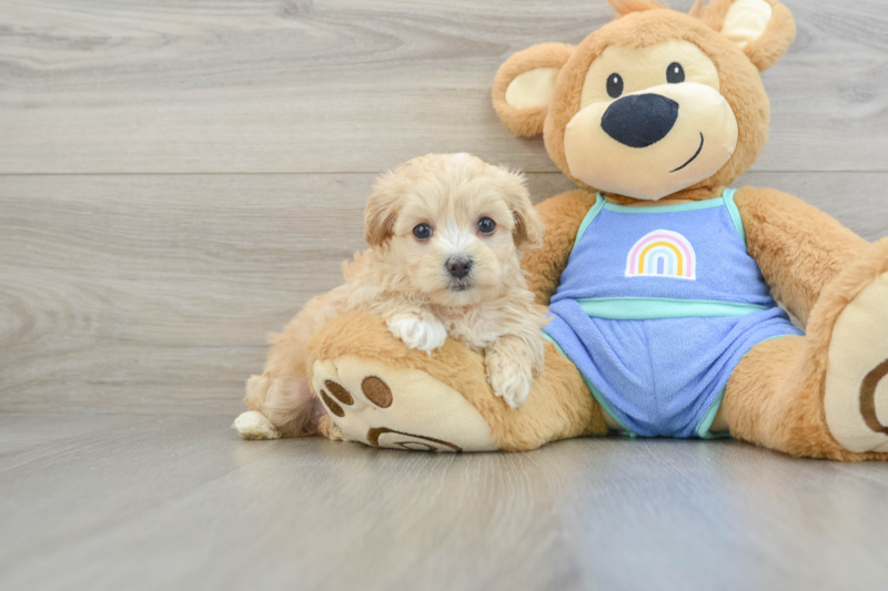 Meet Wookie - our Maltipoo Puppy Photo 1/3 - Premier Pups