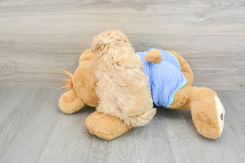 Meet Wookie - our Maltipoo Puppy Photo 2/3 - Premier Pups