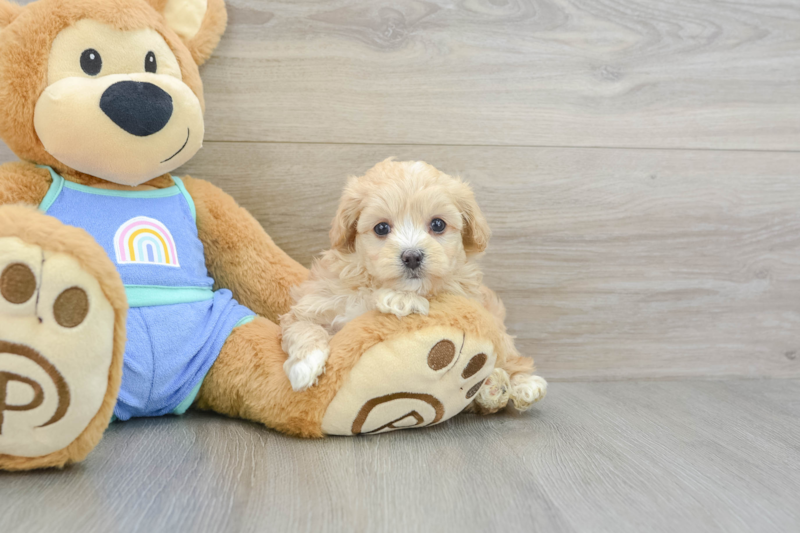 Meet Wookie - our Maltipoo Puppy Photo 3/3 - Premier Pups