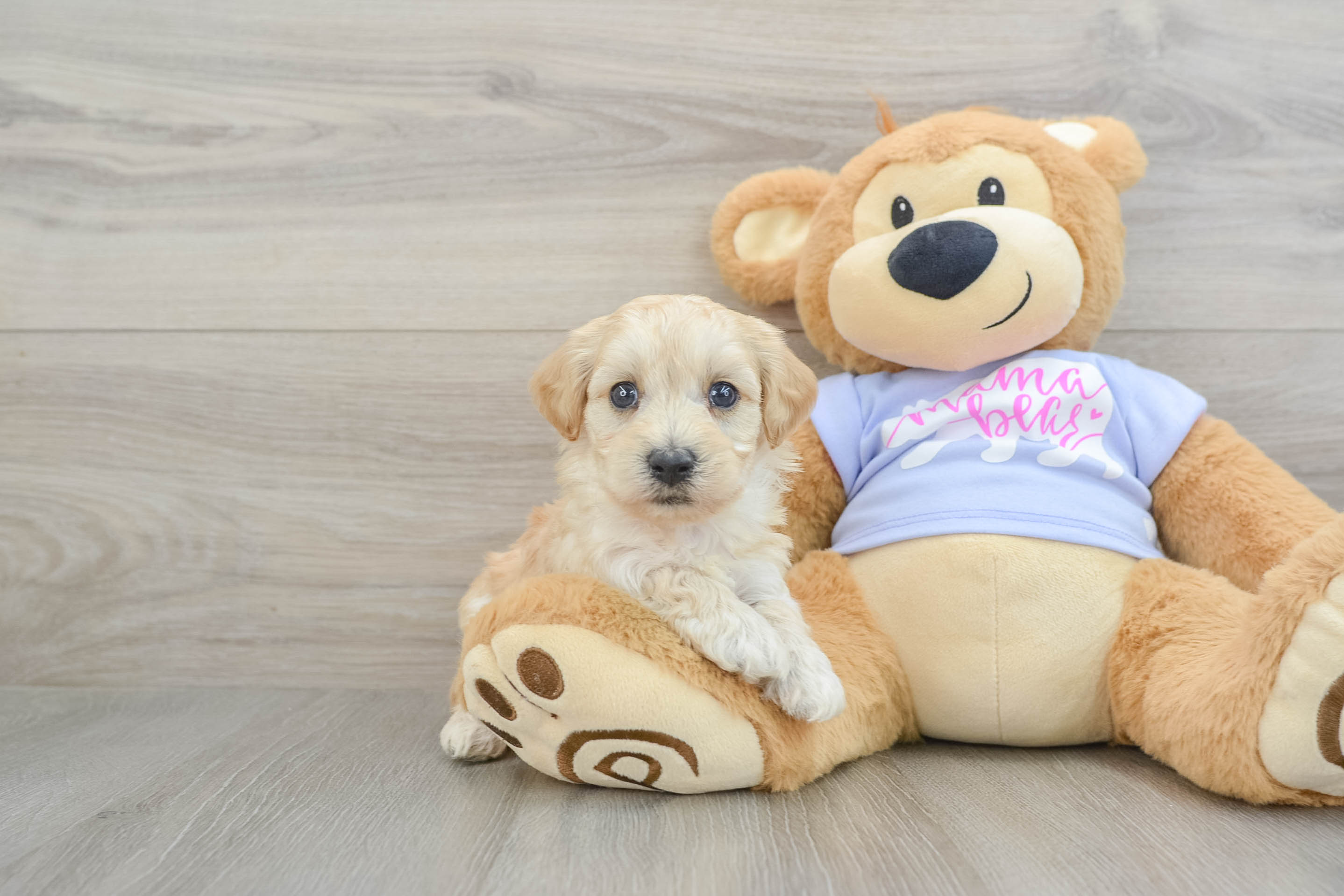 Maltipoo Pup Being Cute