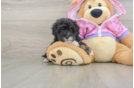 Petite Maltipoo Poodle Mix Pup