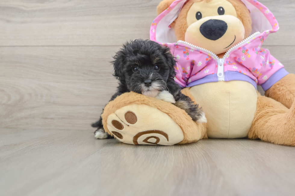 Petite Maltipoo Poodle Mix Pup