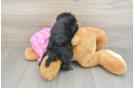 Fluffy Maltipoo Poodle Mix Pup