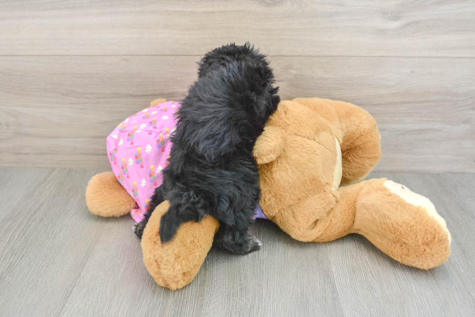 Fluffy Maltipoo Poodle Mix Pup