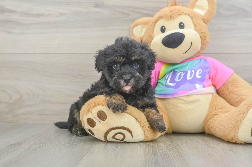 5 week old Maltipoo Puppy For Sale - Premier Pups