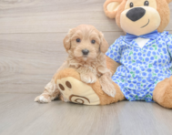 8 week old Maltipoo Puppy For Sale - Premier Pups
