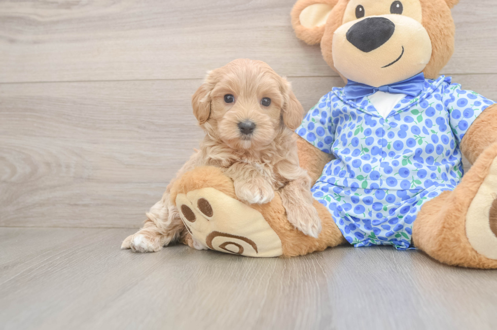 6 week old Maltipoo Puppy For Sale - Premier Pups