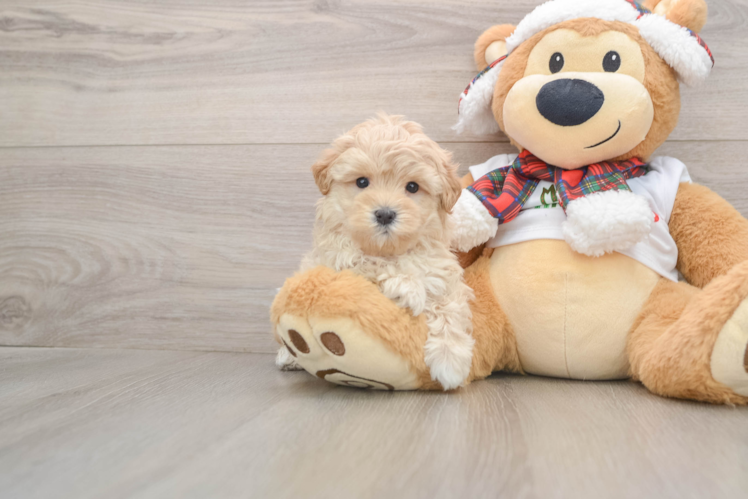 Smart Maltipoo Poodle Mix Pup