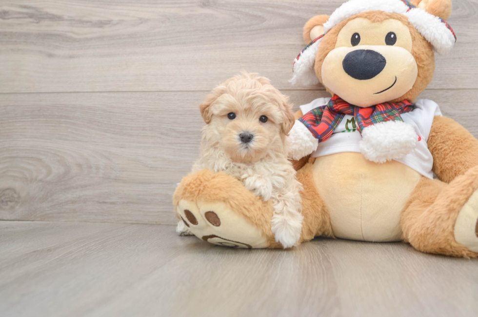 5 week old Maltipoo Puppy For Sale - Premier Pups