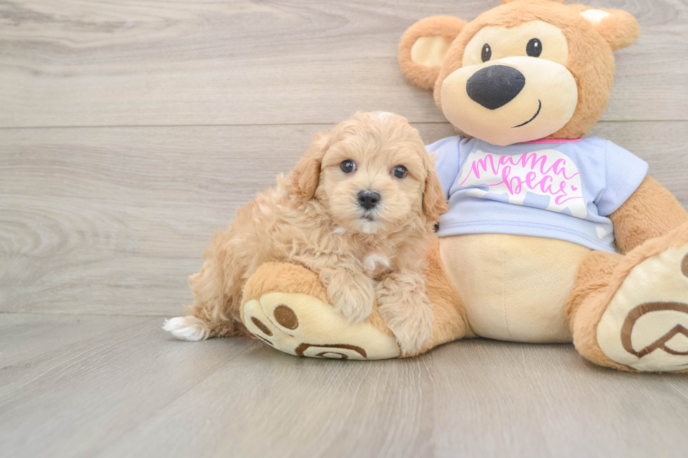 Maltipoo Puppy for Adoption