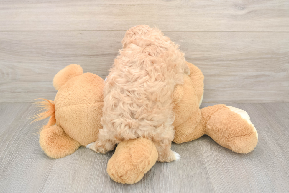 Maltipoo Puppy for Adoption