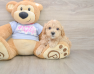 9 week old Maltipoo Puppy For Sale - Premier Pups