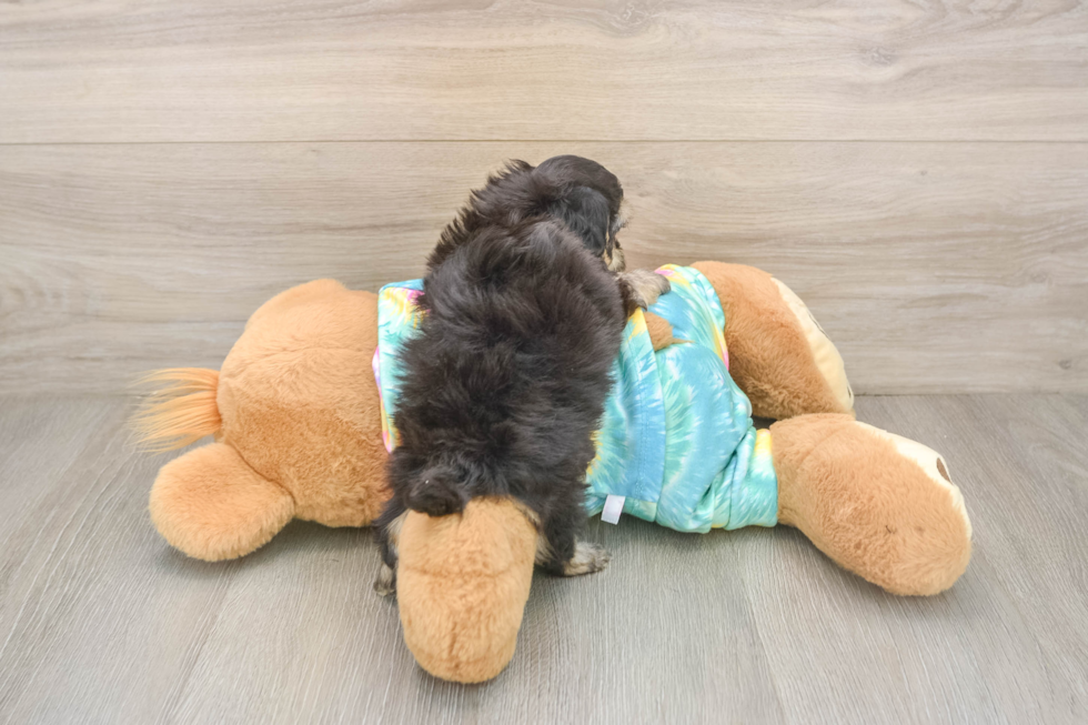 Maltipoo Pup Being Cute