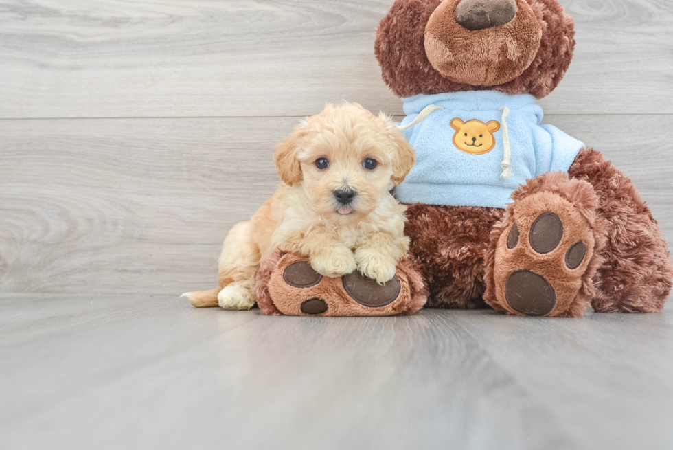 Maltipoo Puppy for Adoption