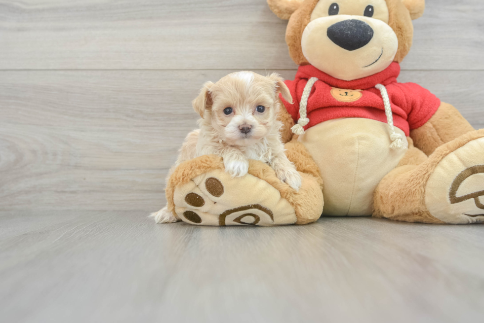 Maltipoo Pup Being Cute