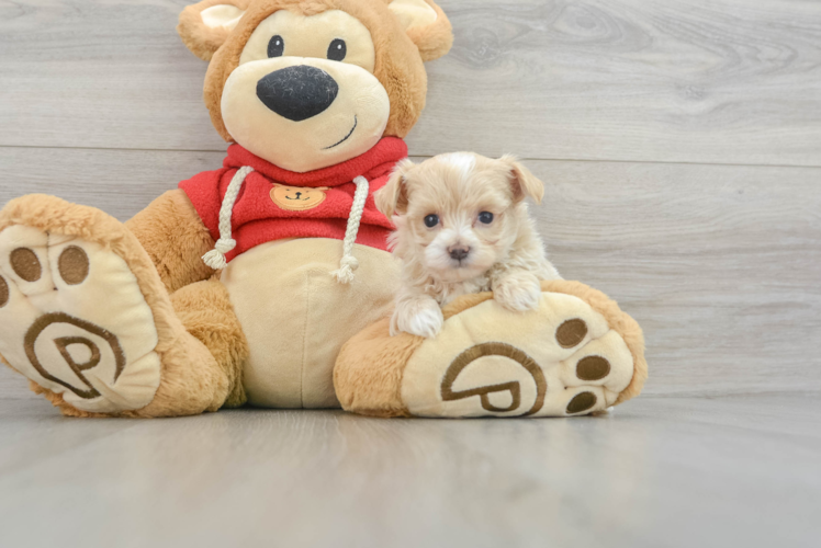 Fluffy Maltipoo Poodle Mix Pup