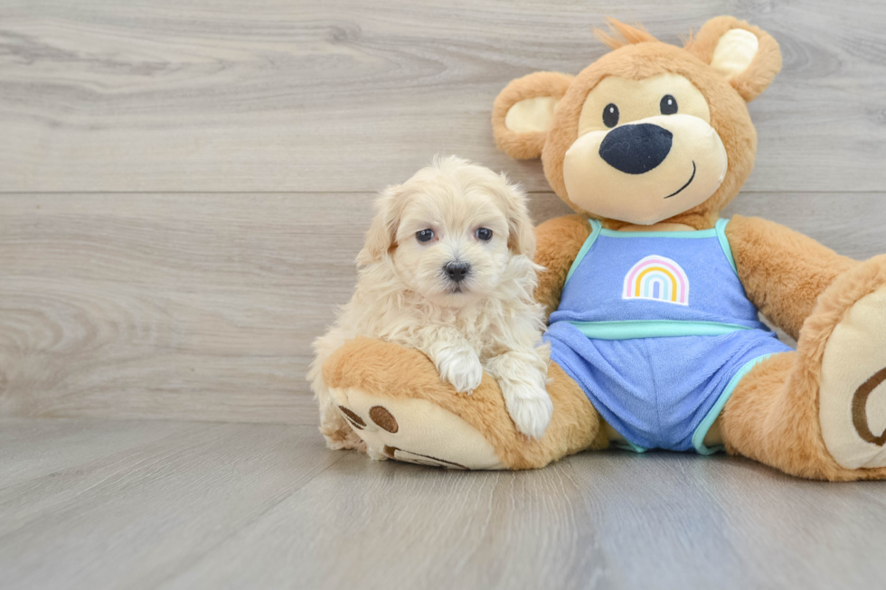 Maltipoo Puppy for Adoption