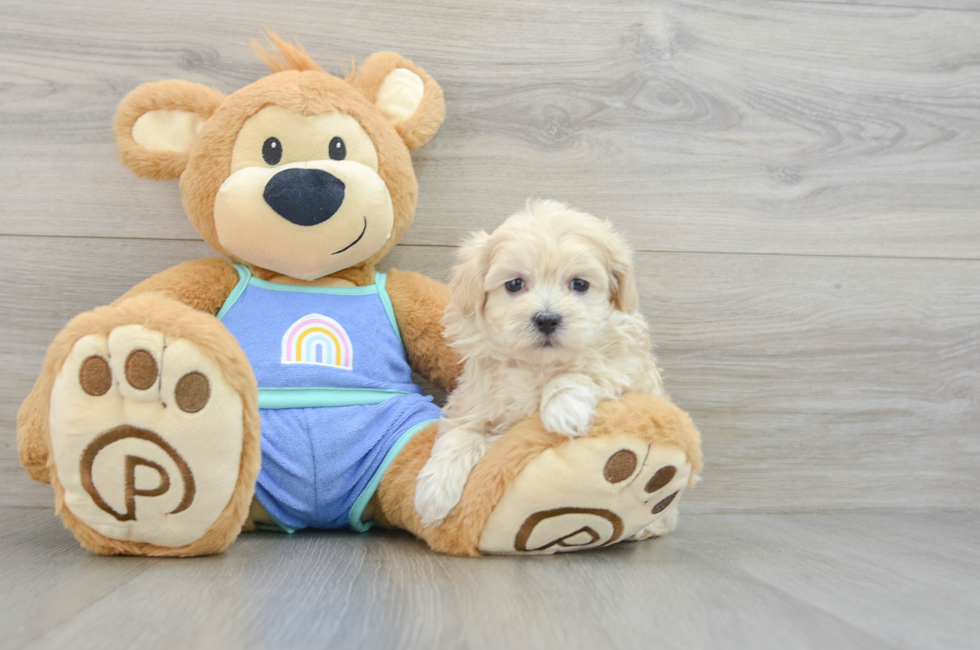 6 week old Maltipoo Puppy For Sale - Premier Pups