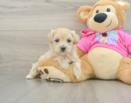 8 week old Maltipoo Puppy For Sale - Premier Pups