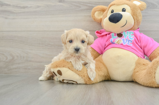 Sweet Maltipoo Baby