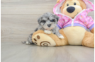 Maltipoo Pup Being Cute