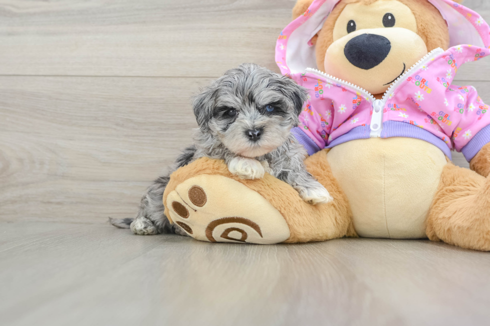 Maltipoo Pup Being Cute