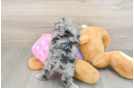 Popular Maltipoo Poodle Mix Pup