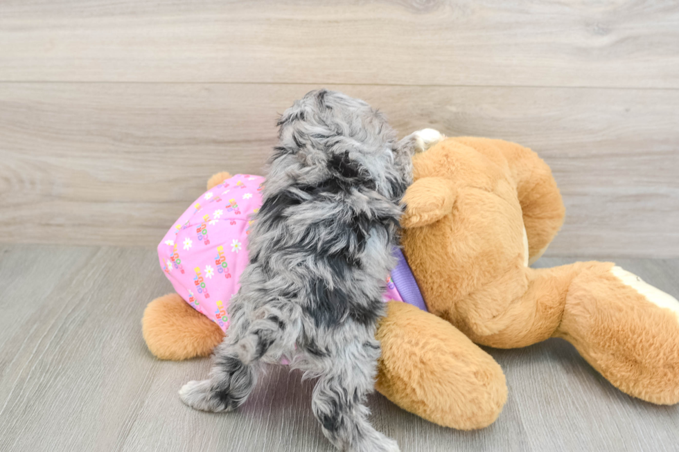 Popular Maltipoo Poodle Mix Pup