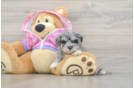 Maltipoo Pup Being Cute
