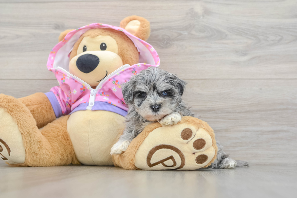Maltipoo Pup Being Cute
