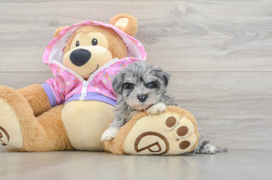 Maltipoo Pup Being Cute