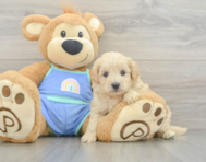 8 week old Maltipoo Puppy For Sale - Premier Pups