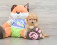 8 week old Maltipoo Puppy For Sale - Premier Pups