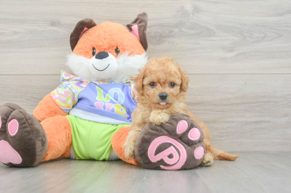 5 week old Maltipoo Puppy For Sale - Premier Pups