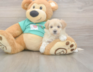 8 week old Maltipoo Puppy For Sale - Premier Pups