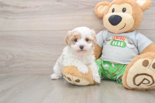 Maltipoo Pup Being Cute