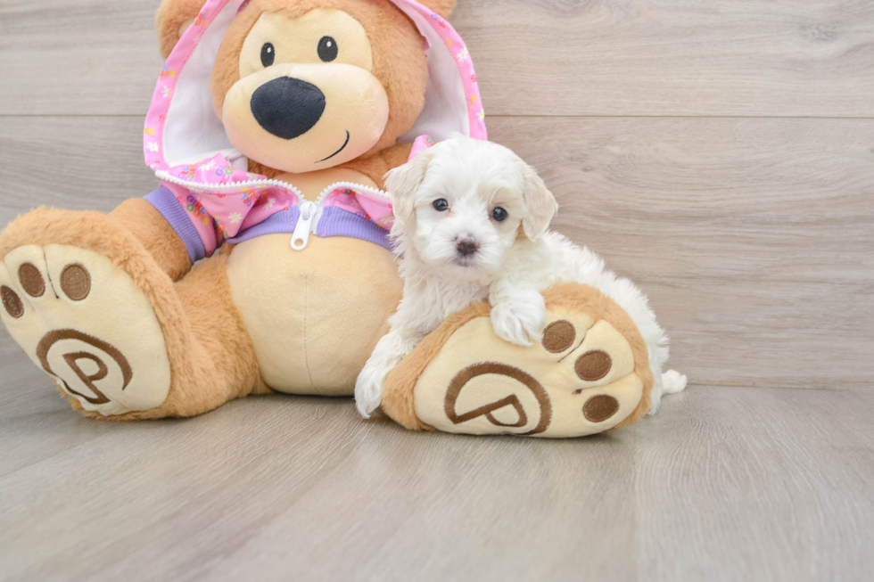 Best Maltipoo Baby