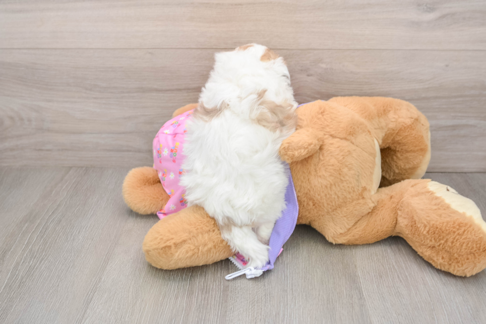 Maltipoo Pup Being Cute