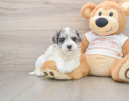 8 week old Maltipoo Puppy For Sale - Premier Pups