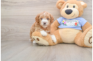 Best Maltipoo Baby