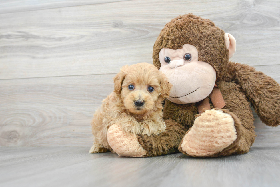 Maltipoo Pup Being Cute