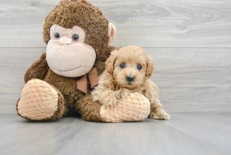 Best Maltipoo Baby