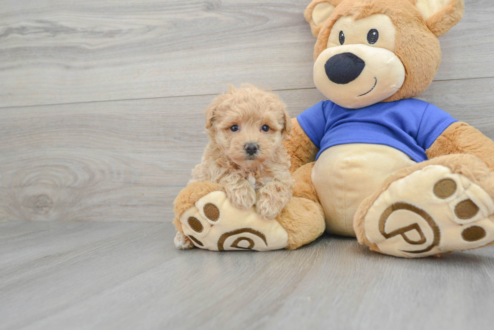 Petite Maltipoo Poodle Mix Pup