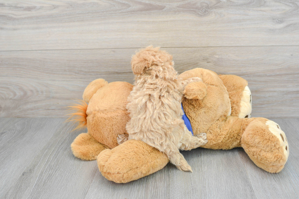 Maltipoo Pup Being Cute