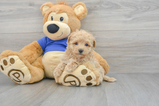 Maltipoo Pup Being Cute