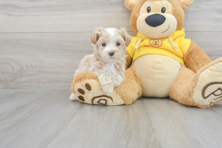 Best Maltipoo Baby