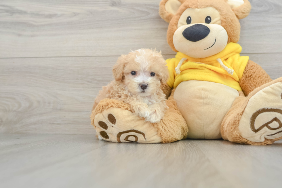 Best Maltipoo Baby