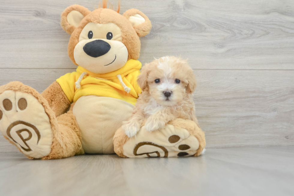 Maltipoo Pup Being Cute