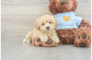 Funny Maltipoo Poodle Mix Pup