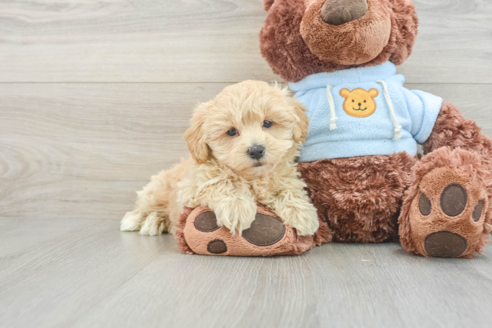 Funny Maltipoo Poodle Mix Pup